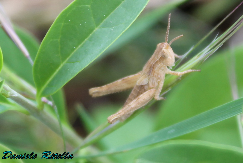 ninfa di Acrididae:  possibile identifiCarlo???